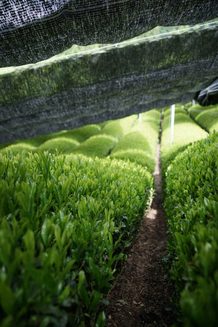 Charger la vidéo : 🌿 Récolte ancestrale du Matcha cérémonial. Plongez dans l’art ancestral de la récolte du matcha au Japon. Notre matcha cérémonial est cultivé à l’ombre, récolté à la main et soigneusement transformé selon des méthodes traditionnelles transmises de génération en génération. Cette vidéo vous dévoile chaque étape de ce savoir-faire unique, du champ à la poudre d’émeraude.